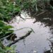 Descarga ilegal de efluentes pecuários detectada em Pombal