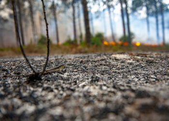 Pinhal de Leiria: Seis anos após o incêndio,  Marinha Grande exige mais investimento ao ICNF