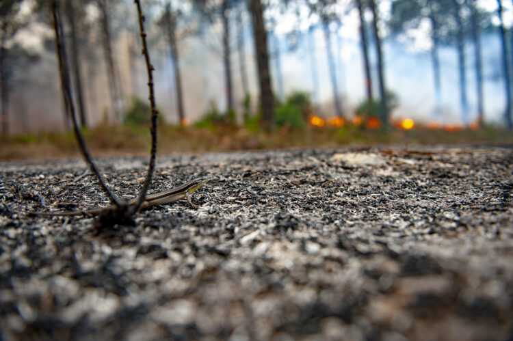 Pinhal de Leiria: Seis anos após o incêndio, Marinha Grande exige mais investimento ao ICNF