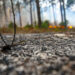 Pinhal de Leiria: Seis anos após o incêndio, Marinha Grande exige mais investimento ao ICNF