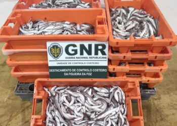 Autoridades identificam mulher na posse de 156 quilos de pescada