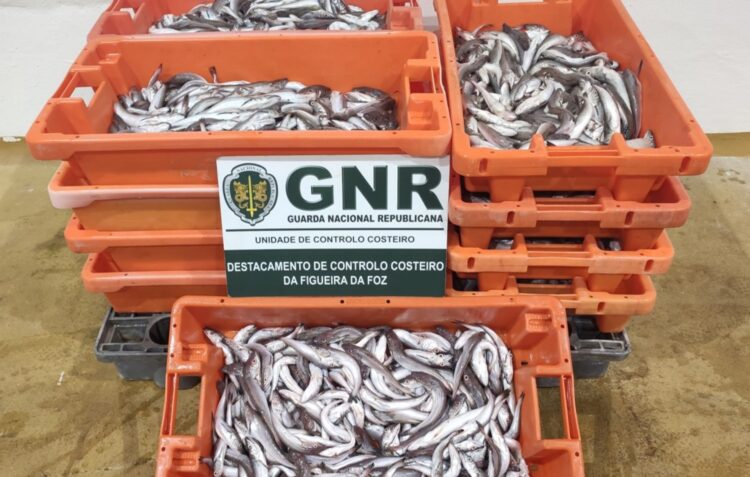 Autoridades identificam mulher na posse de 156 quilos de pescada