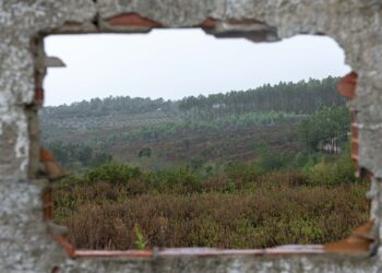 Central solar do Juncal cai por terra após corte de 20 hectares de floresta