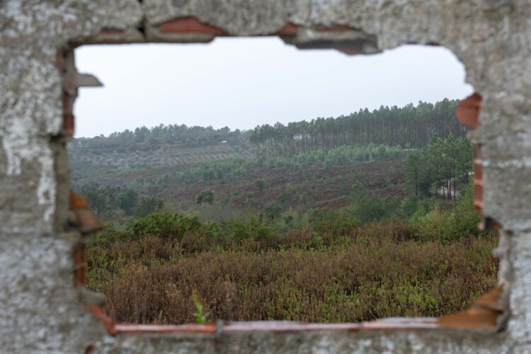 Central solar do Juncal cai por terra após corte de 20 hectares de floresta