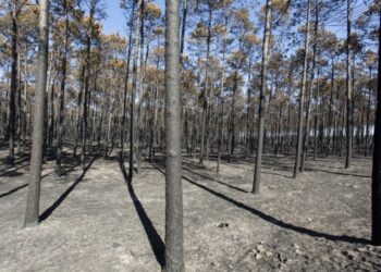 LIVRE alerta para recuperação prometida que não chegou à Mata Nacional de Leiria
