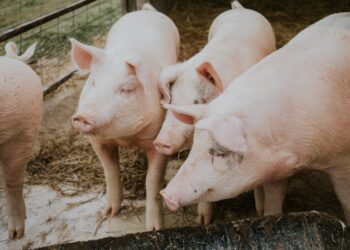  Agro-pecuária condenada a 280 mil euros por descargas poluentes
