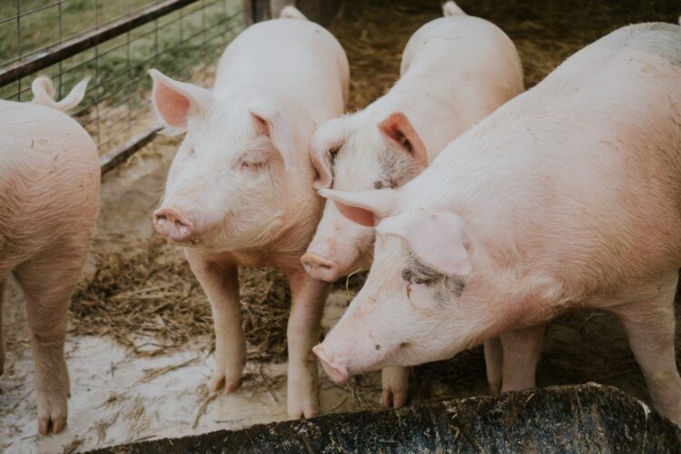 Agro-pecuária condenada a 280 mil euros por descargas poluentes