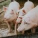 Agro-pecuária condenada a 280 mil euros por descargas poluentes