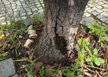 Cinco  árvores “em risco de queda” vão ser abatidas em Leiria