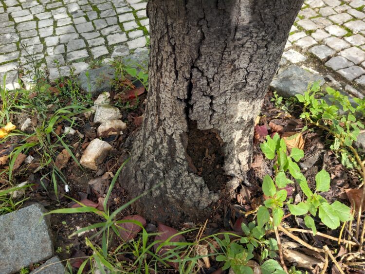 Cinco  árvores “em risco de queda” vão ser abatidas em Leiria
