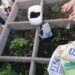 JORNAL DE LEIRIA e Amigos do Arunca desafiam crianças a plantar uma floresta