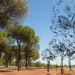 LeiriaShopping convida comunidade a plantar um hectare de pinheiros na Mata do Urso