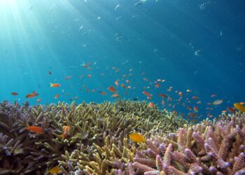 Peniche acolhe primeira “maratona” dos Oceanos