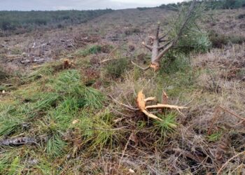 Lapso levou à limpeza de talhão com regeneração natural, na Mata do Urso