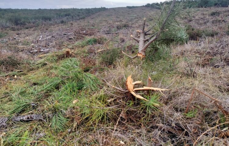 Lapso levou à limpeza de talhão com regeneração natural, na Mata do Urso
