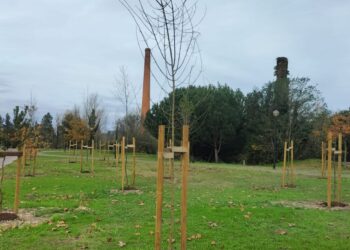 Pombal cria ilhas-sombra, com árvores autóctones,  para “temperar” temperatura das ruas