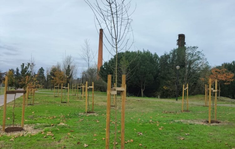 Pombal cria ilhas-sombra, com árvores autóctones, para “temperar” temperatura das ruas