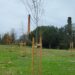 Pombal cria ilhas-sombra, com árvores autóctones,  para “temperar” temperatura das ruas