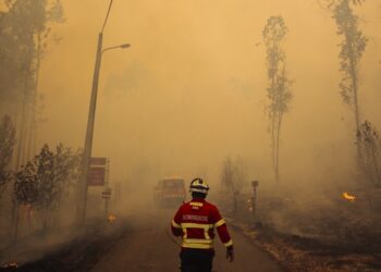 Incêndios consumiram 731 hectares em Leiria