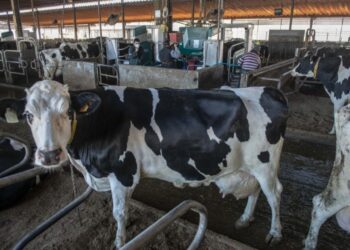 Associação dos Produtores de Leite de Portugal preocupada com altos custos de produção