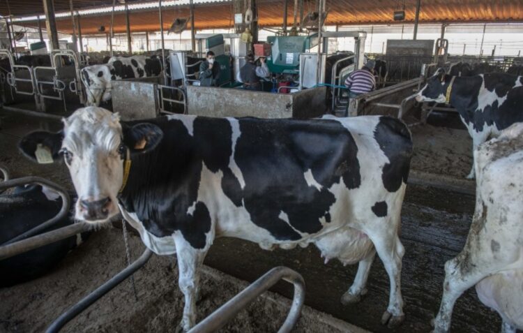 Associação dos Produtores de Leite de Portugal preocupada com altos custos de produção