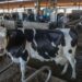 Associação dos Produtores de Leite de Portugal preocupada com altos custos de produção