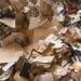 Leiria oferece plantas em troca de papel e de cartão