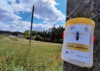 Ourém já destruiu mais de 600 ninhos de vespa asiática este ano