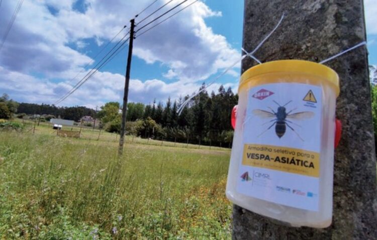 Ourém já destruiu mais de 600 ninhos de vespa asiática este ano