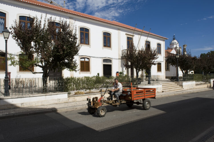Ambientalistas denunciam corte de centenas de azinheiras em Alvaiázere