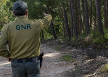 GNR liberta cão preso em Ourém em laço de aço para captura ilegal de javalis