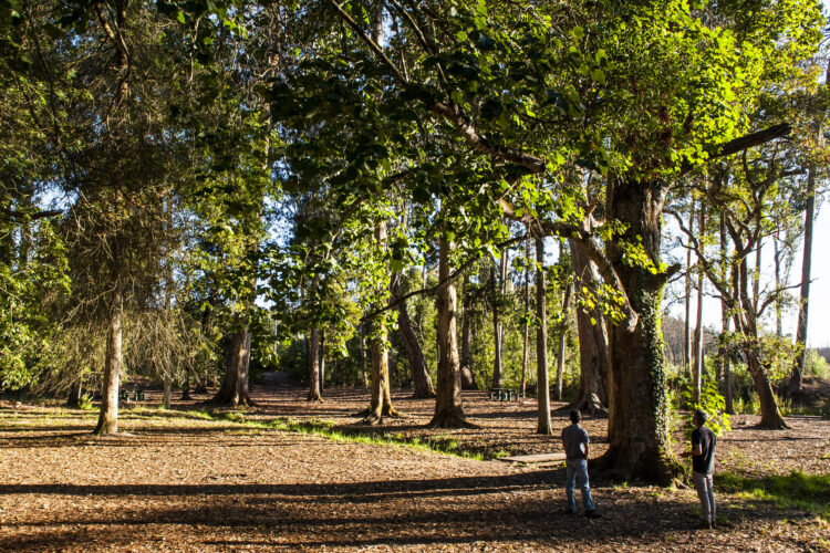 ICNF garante que mais de metade da área ardida da Mata Nacional de Leiria já foi recuperada