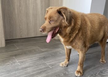 Guiness World Records retirou ao Bobi o título de cão mais velho do mundo