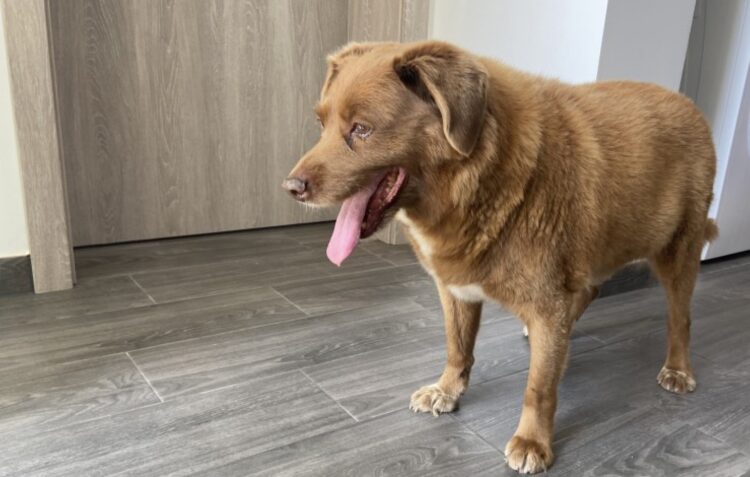 Guiness World Records retirou ao Bobi o título de cão mais velho do mundo