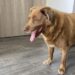 Guiness World Records retirou ao Bobi o título de cão mais velho do mundo