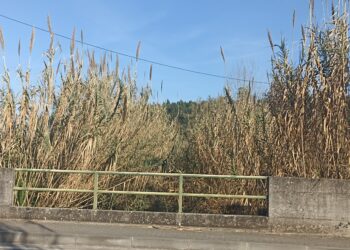 Canas voltam “com mais força” à ribeira de Amor, em Leiria