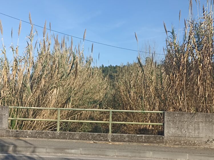 Canas voltam “com mais força” à ribeira de Amor, em Leiria