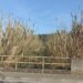 Canas voltam “com mais força” à ribeira de Amor, em Leiria