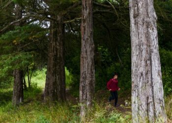Ansião debate desafios e oportunidades da floresta