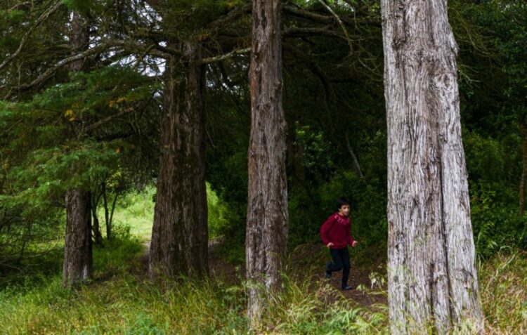 Ansião debate desafios e oportunidades da floresta