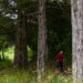 Ansião debate desafios e oportunidades da floresta