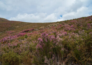 “Rota da Urze” propõe encostas púrpuras e comunhão com a natureza, na Serra da Lousã