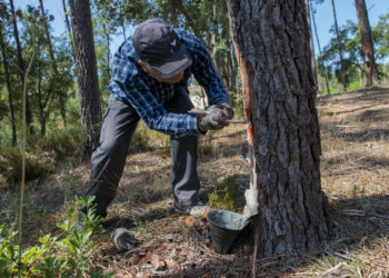 Futuro da fileira da resina natural passa pela criação de cluster