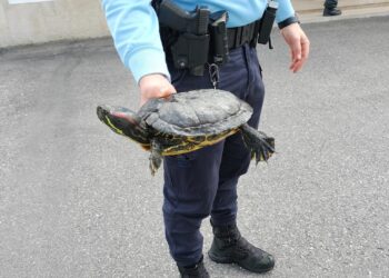 Tartaruga exótica e invasora recolhida no rio Arunca