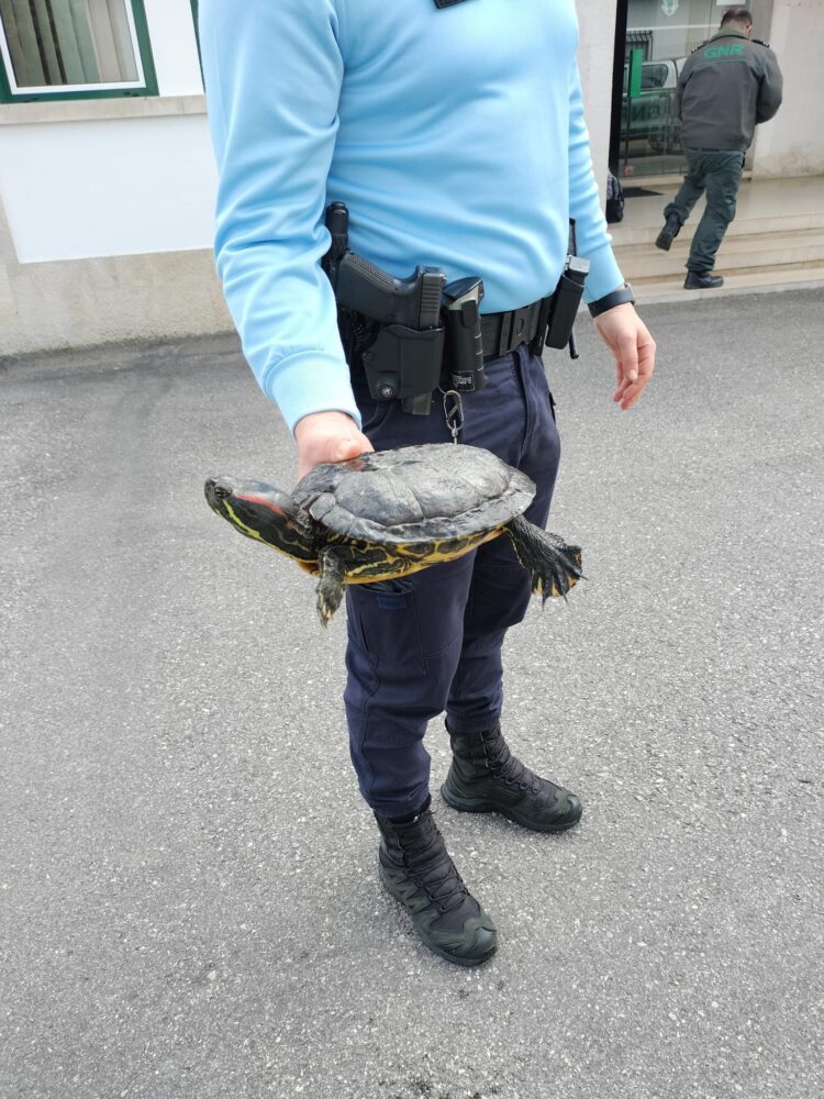 Tartaruga exótica e invasora recolhida no rio Arunca