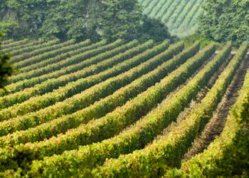 aspiring Geoparque Oeste e Escola de Hotelaria e Turismo do Oeste apresentam curso sobre “A Geodiversidade do Vinho”