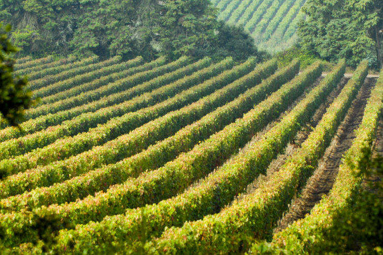 aspiring Geoparque Oeste e Escola de Hotelaria e Turismo do Oeste apresentam curso sobre “A Geodiversidade do Vinho”