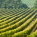 aspiring Geoparque Oeste e Escola de Hotelaria e Turismo do Oeste apresentam curso sobre “A Geodiversidade do Vinho”