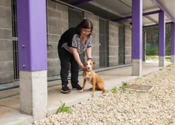 Recolhido “quase cadáver”, Lucky  é a mascote do canil de Ourém
