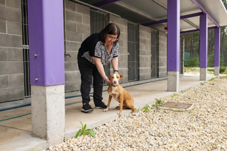 Recolhido “quase cadáver”, Lucky é a mascote do canil de Ourém